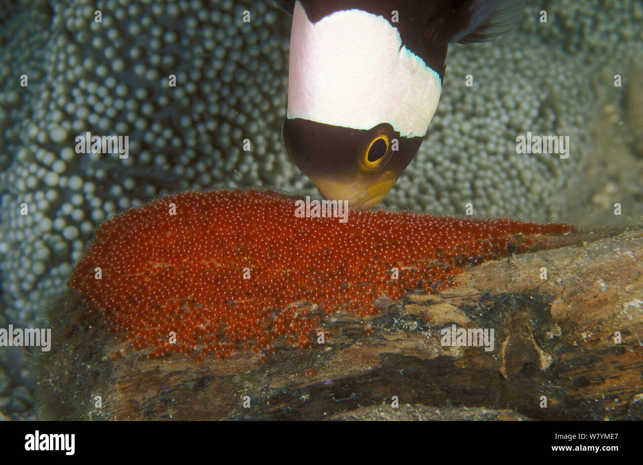 Saddleback anemonefish (Amphiprion polymnus) ventilating eggs near Haddon&#39;s anemone (Stichodactyla haddoni), Pacific Ocean, Papua New Guinea. Small reproduction only Stock Photo