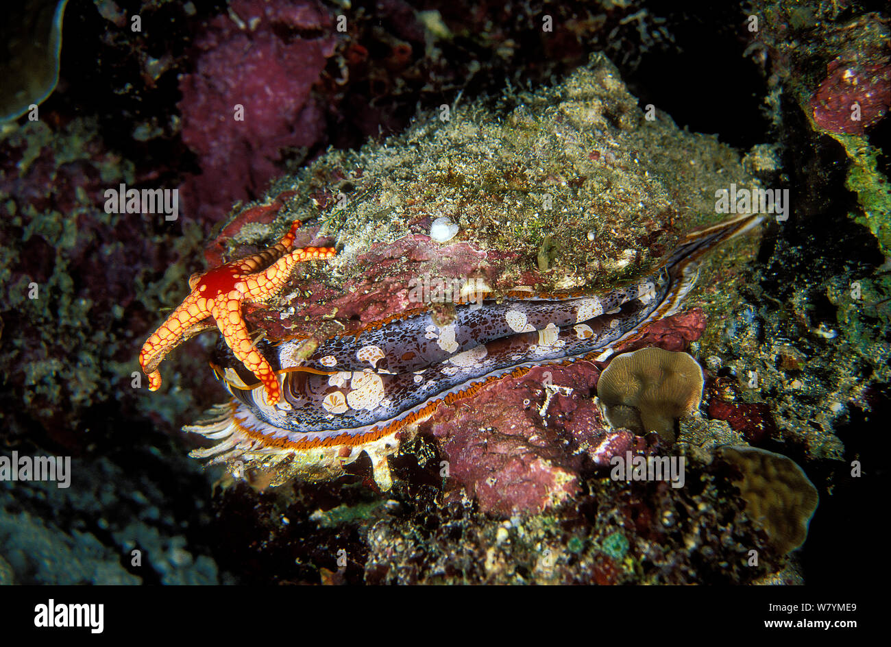 Necklace starfish (Fromia monilis) on variable thorny oyster (Spondylus varius), Maldives, Indian Ocean. This starfish is a predator of oysters. Stock Photo