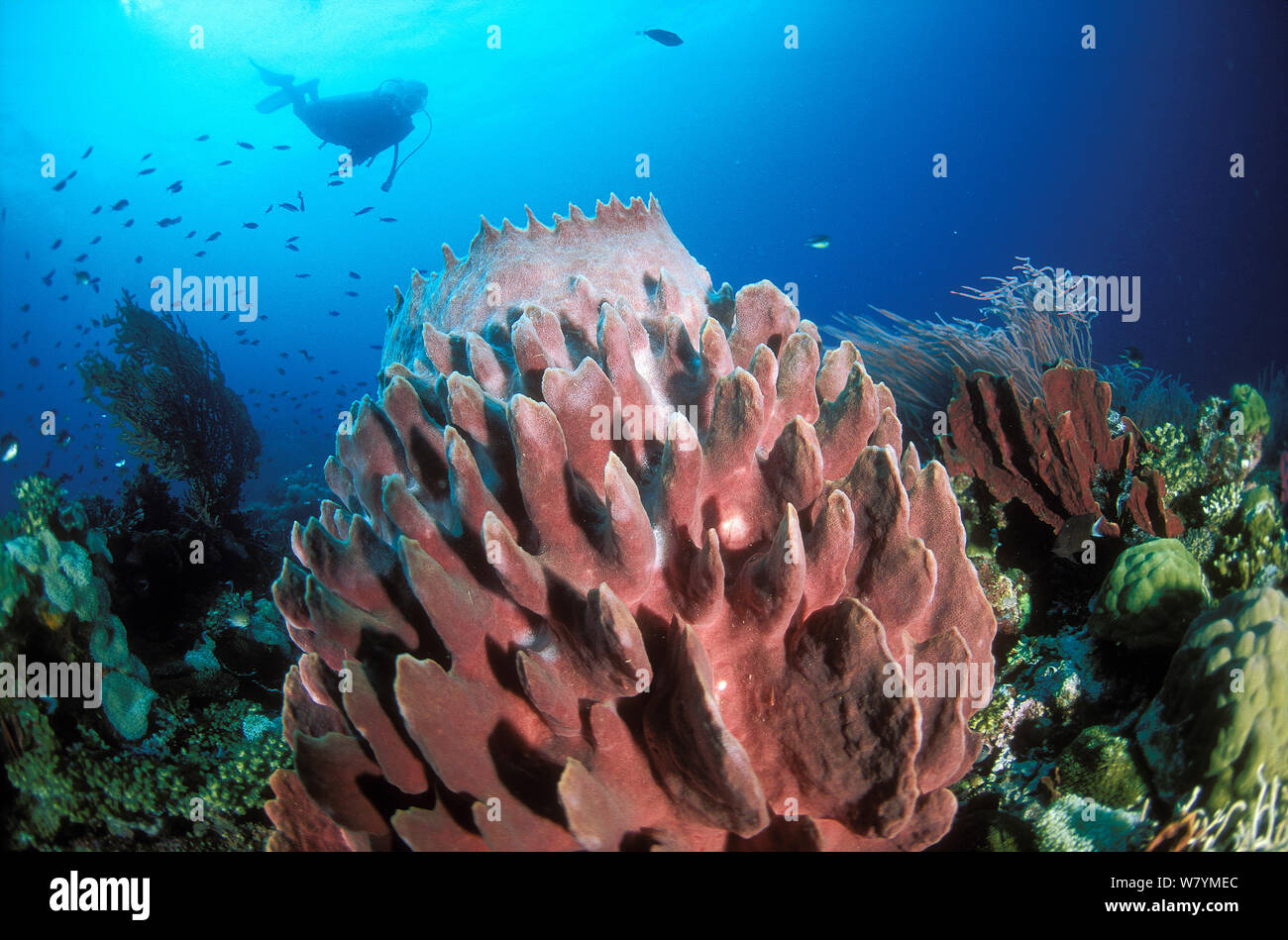 Diver near barrel sponge (Xestospongia testudinaria), hard coral (Porites sp) and red whip coral (Ctenocella sp), Walindi, Papua New Guinea, Bismarck Sea. Stock Photo
