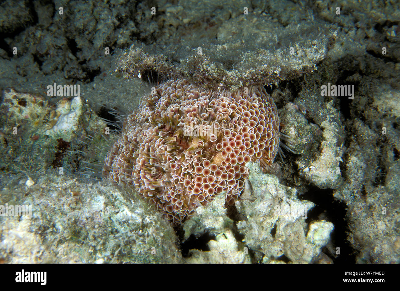 Flower urchin (Toxopneustes pileolus), a poisonous sea-urchin, New Caledonia, Pacific Ocean. Stock Photo