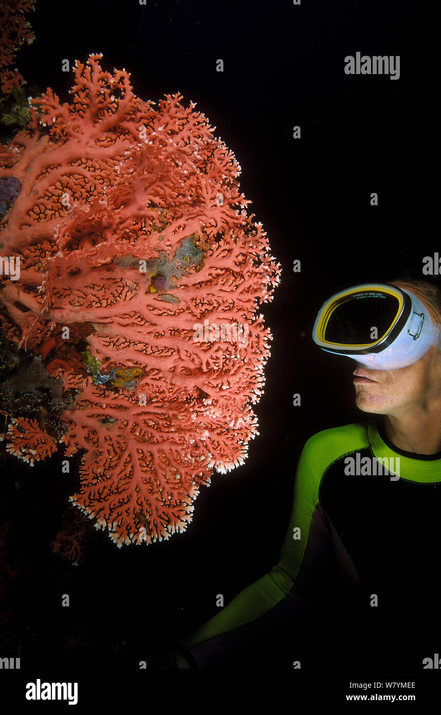 Diver near pink coral (Distichopora violacea), Maldives, Indian Ocean. Stock Photo