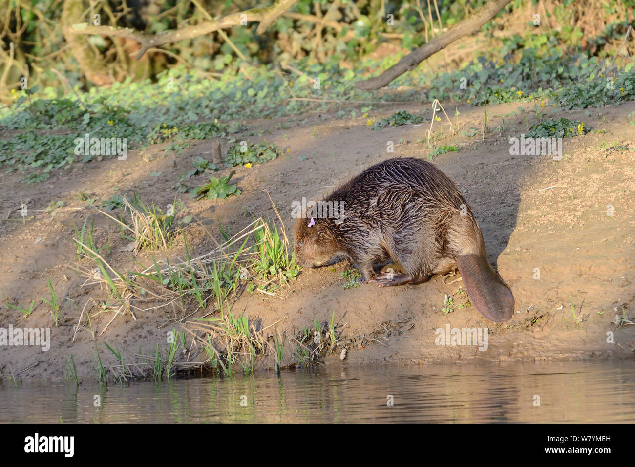 Eurasian beaver (Castor fiber) on the banks of the River Otter after release. Part of escaped population re-released to the wild following veterinary check ups. Taken on the second day of Beaver releases after release of two adults and a young beaver on Monday 23rd March. Project managed by  Devon Wildlife Trust, Devon, 24th March 2015. Stock Photo