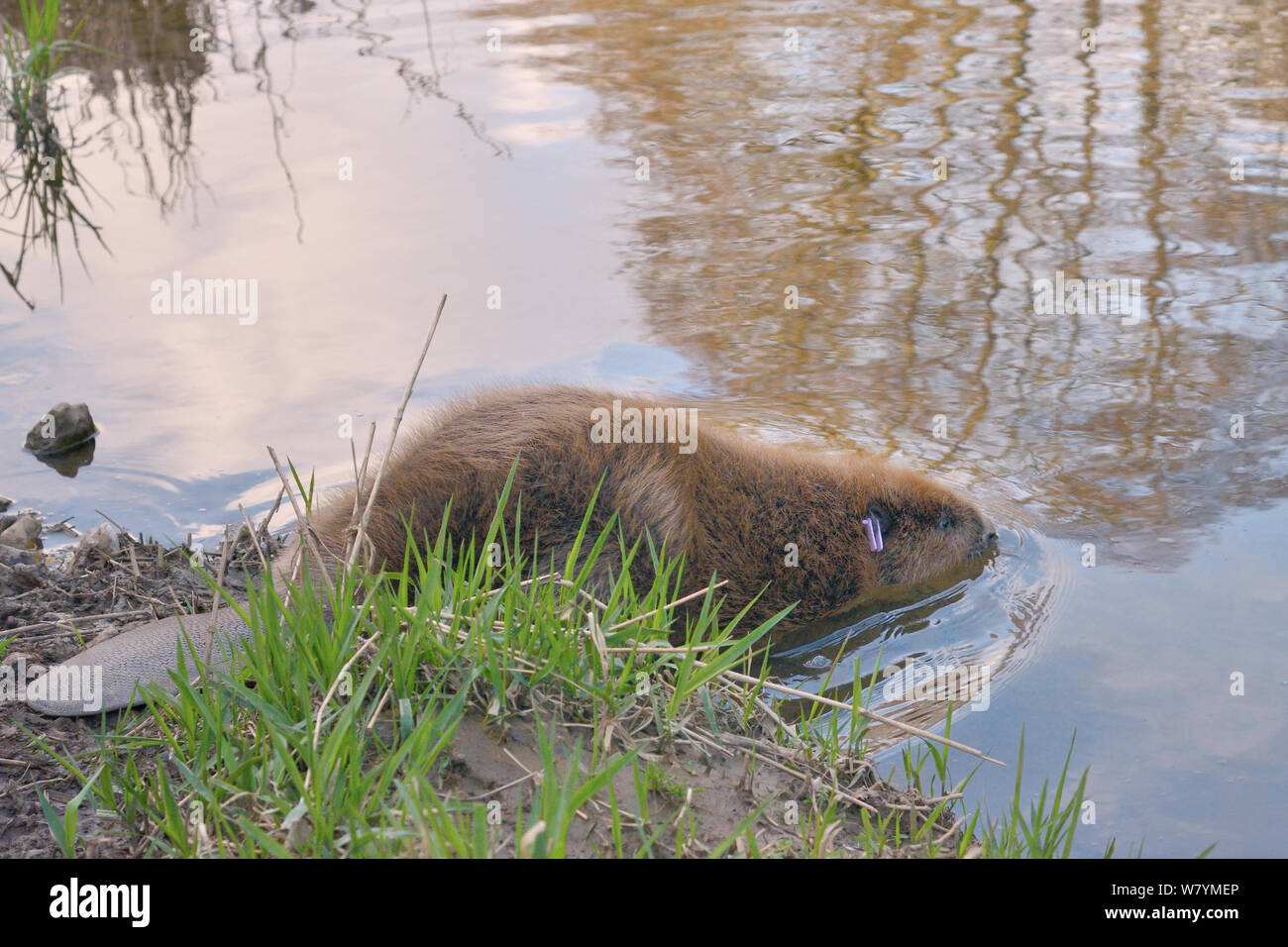Eurasian beaver (Castor fiber) entering the River Otter after release. Part of escaped population re-released to the wild following veterinary check ups. Taken on the second day of Beaver releases after release of two adults and a young beaver on Monday 23rd March. Project managed by  Devon Wildlife Trust, Devon, 24th March 2015. Stock Photo