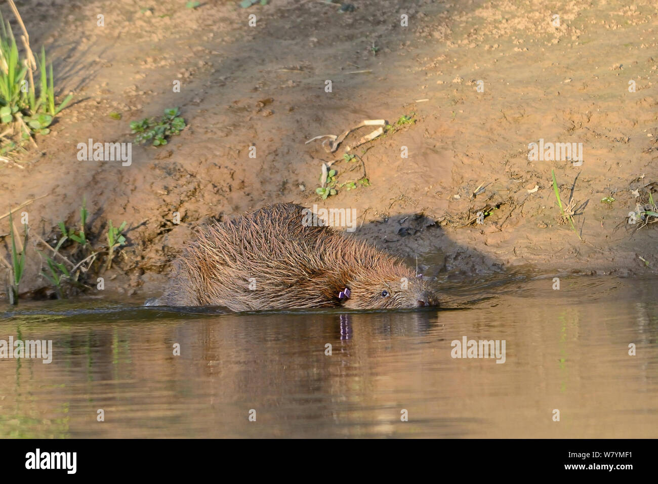 Eurasian beaver (Castor fiber) entering the River Otter after release. Part of escaped population re-released to the wild following veterinary check ups. Taken on the second day of Beaver releases after release of two adults and a young beaver on Monday 23rd March. Project managed by  Devon Wildlife Trust, Devon, 24th March 2015. Stock Photo