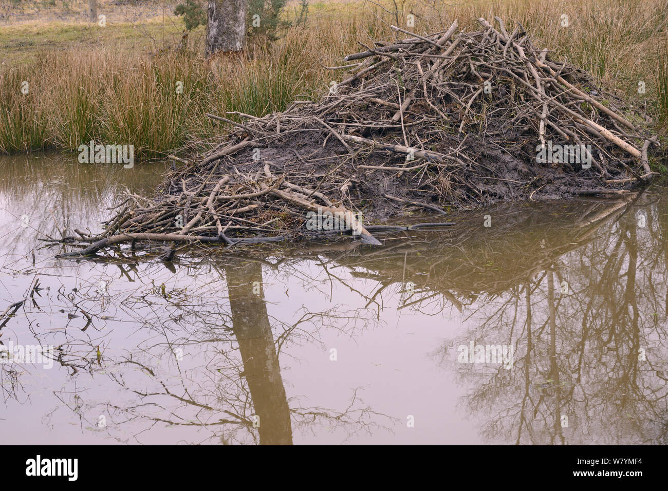 Eurasian beaver (Castor fiber) lodge and pond within a large woodland enclosure, Devon Beaver Project, Devon Wildlife Trust, Devon, UK, February 2015. Stock Photo