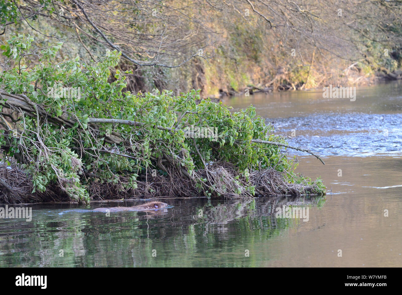 Eurasian beaver (Castor fiber) swimming in River Otter after release. Part of escaped population re-released to the wild following veterinary check ups. Taken on the second day of Beaver releases after release of two adults and a young beaver on Monday 23rd March. Project managed by  Devon Wildlife Trust, Devon, 24th March 2015. Stock Photo