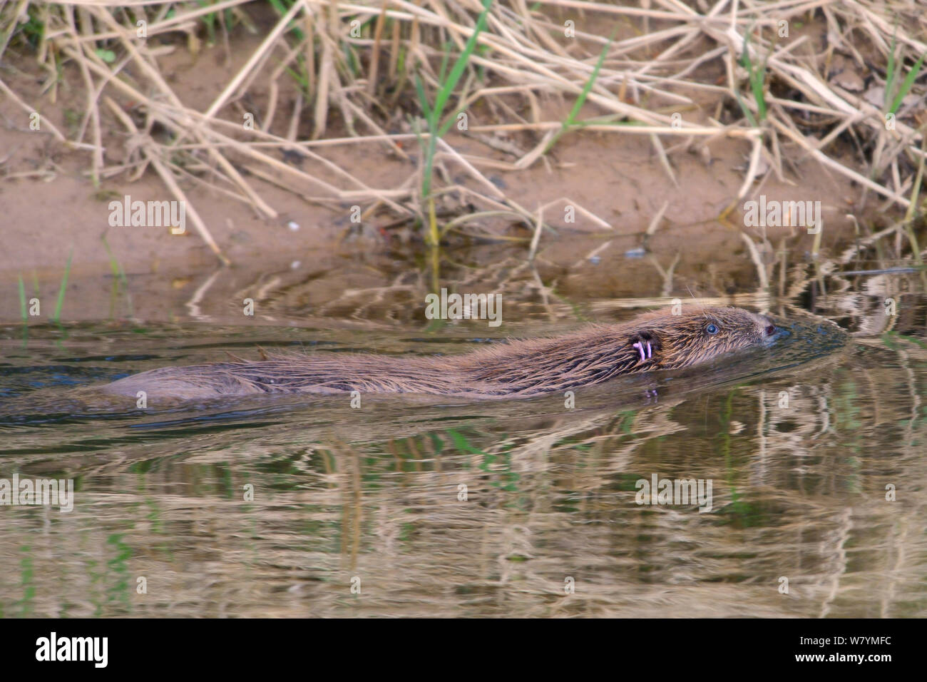 Eurasian beaver (Castor fiber) swimming in River Otter after release. Part of escaped population re-released to the wild following veterinary check ups. Taken on the second day of Beaver releases after release of two adults and a young beaver on Monday 23rd March. Project managed by  Devon Wildlife Trust, Devon, 24th March 2015. Stock Photo
