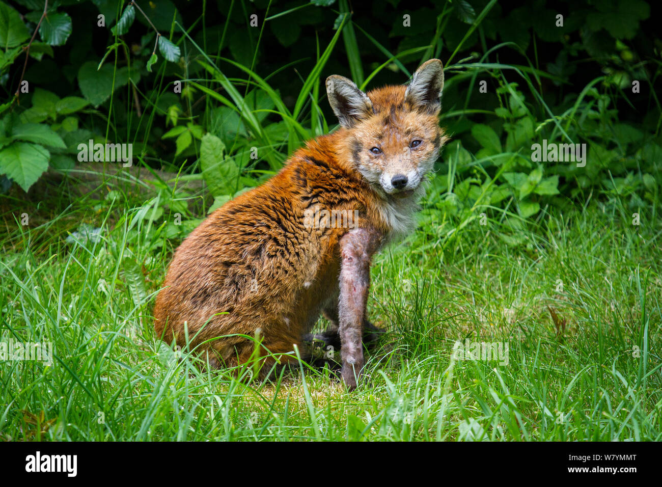 Red fox (Vulpes vulpes) with mange, garden, Bristol, UK, June. Stock Photo