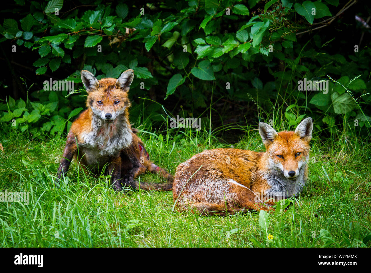 Red fox (Vulpes vulpes) with mange, garden, UK, June. Stock Photo