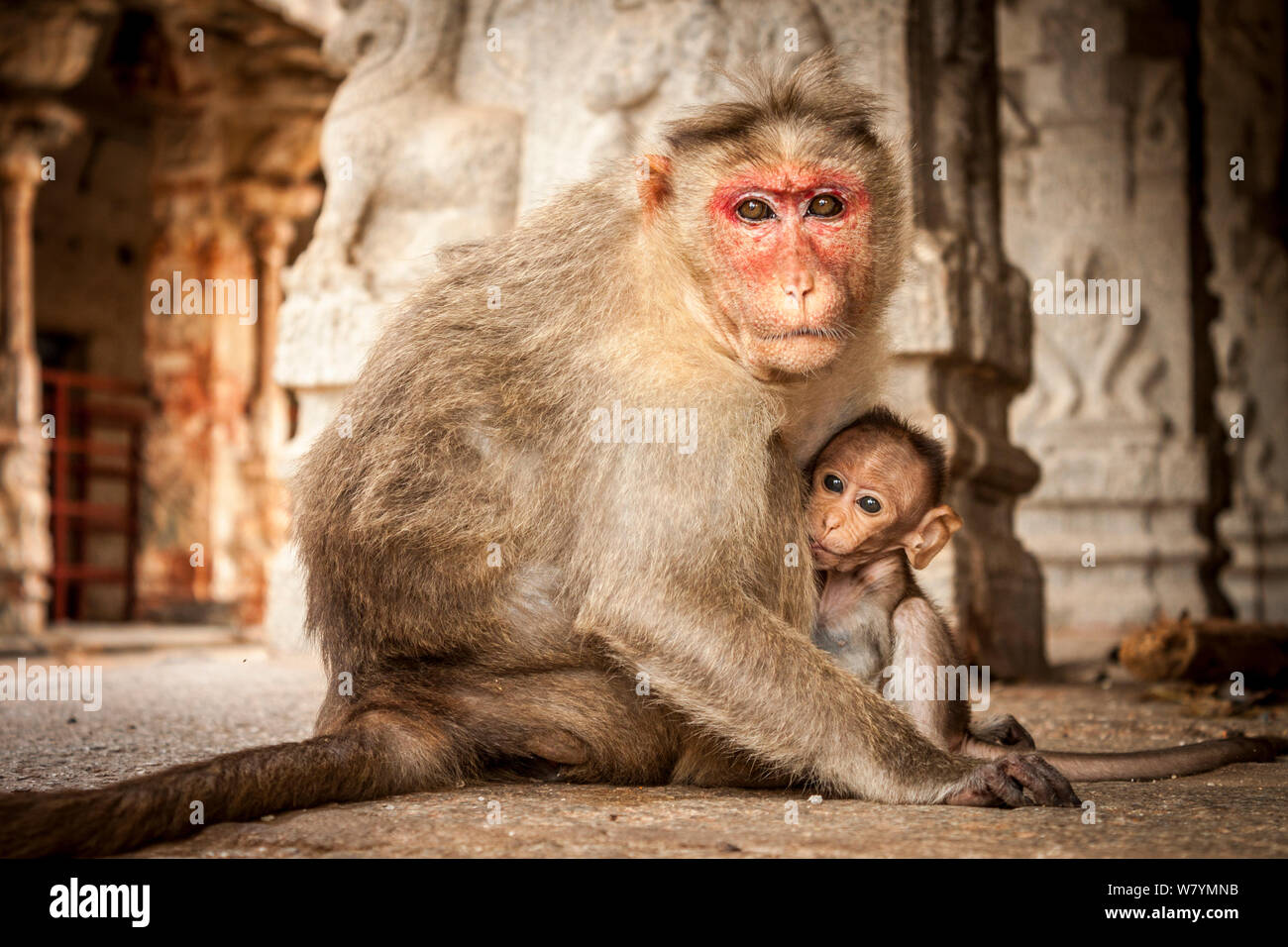 Bonnet macaque (Macaca radiata) suckling baby in temple, Hampi, Karnataka, India. Stock Photo