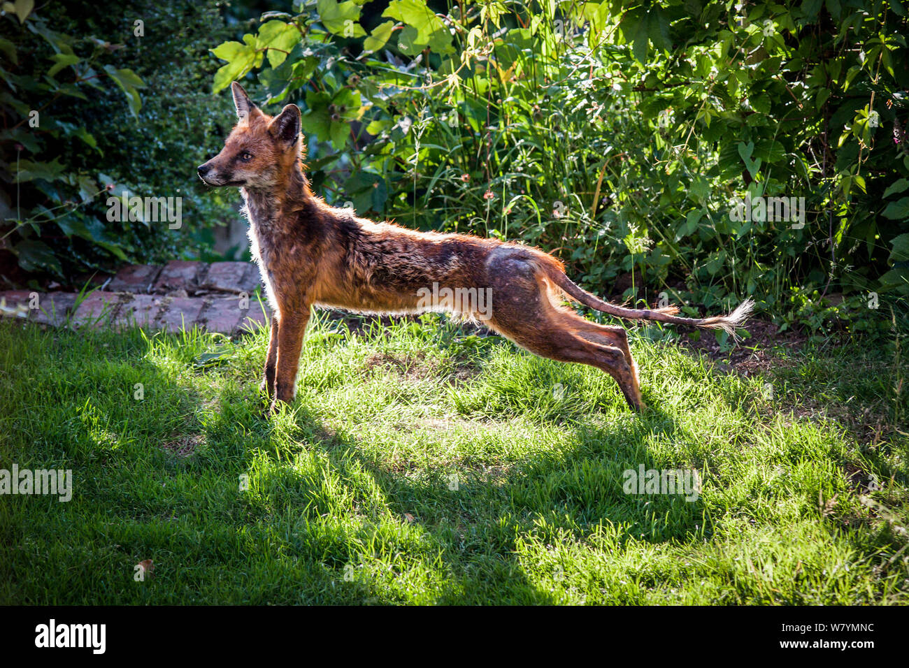 Fox (Vulpes vulpes) with mange, garden, Bristol, UK, June. Stock Photo