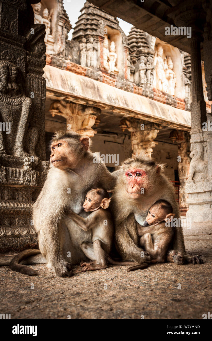 Bonnet macaque (Macaca radiata) females suckling babies in temple, Hampi, Karnataka, India, July. Stock Photo