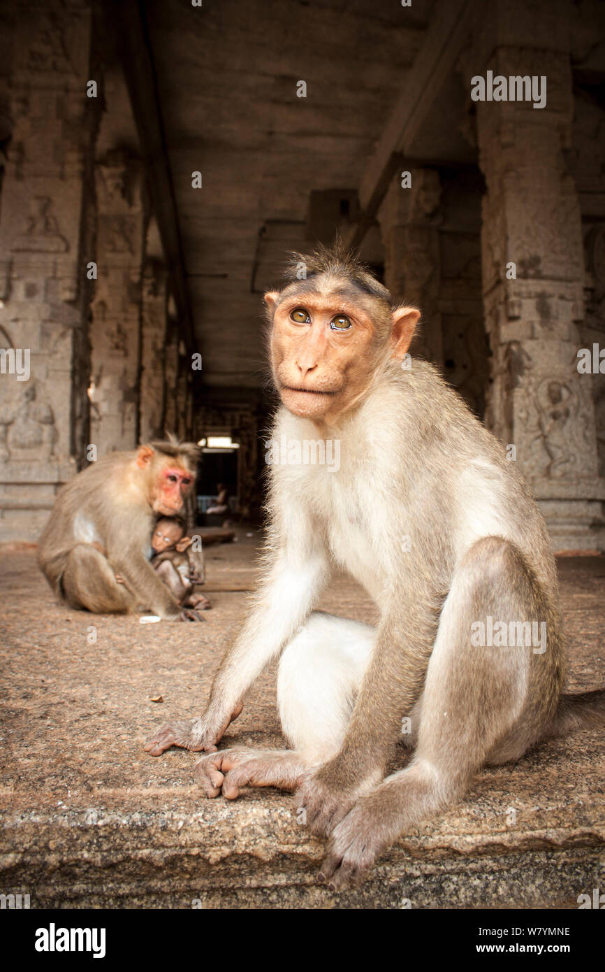 Bonnet macaque (Macaca radiata) adults and baby in temple, Hampi, Karnataka, India, July. Stock Photo