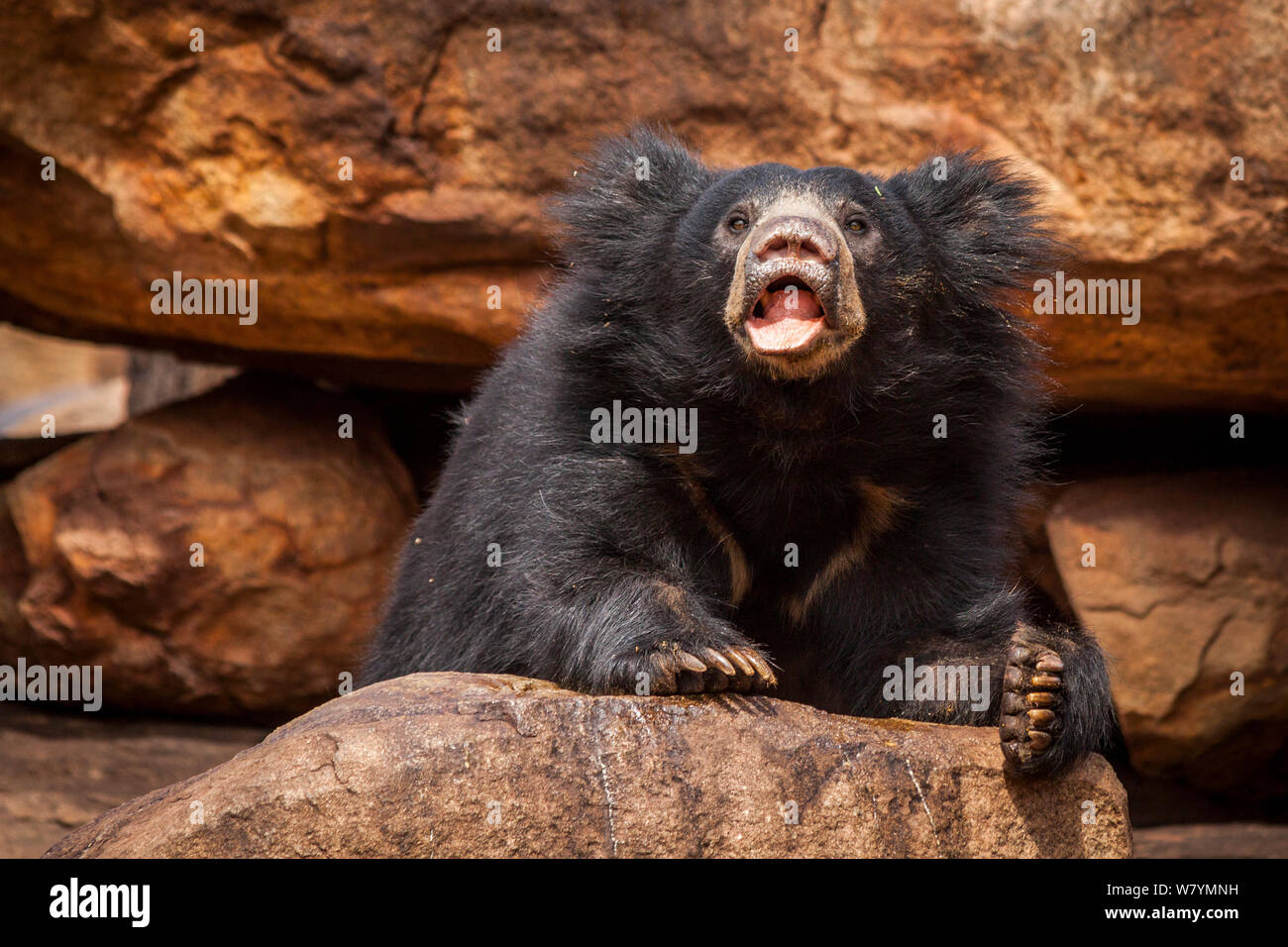 Sloth bear (Melursus ursinus) on rocks, Daroji Bear Sanctuary, Karnataka, India, July. Stock Photo
