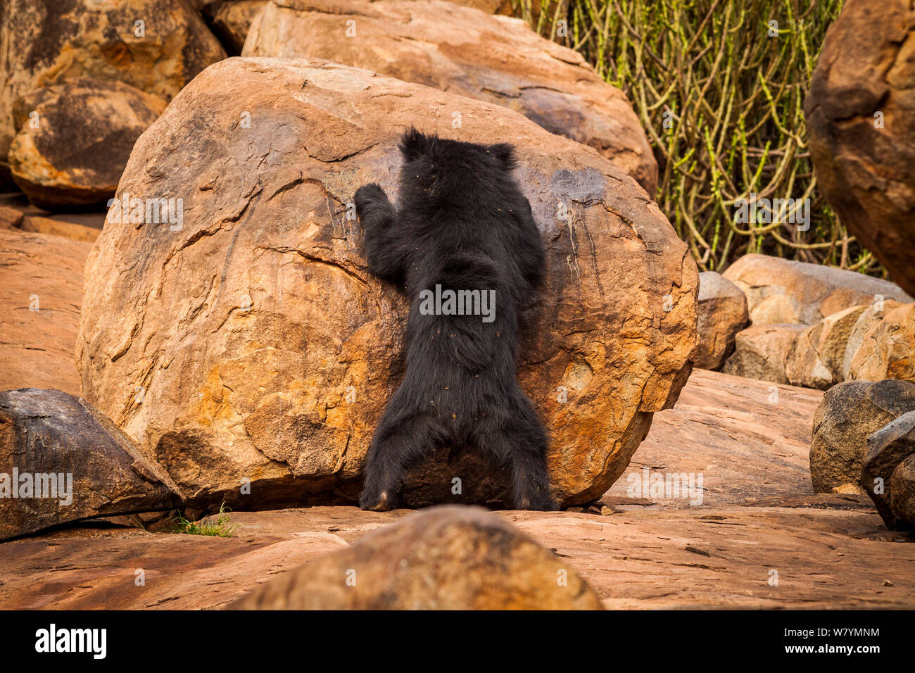 Sloth bear (Melursus ursinus) feeding, Daroji Bear Sanctuary, Karnataka, India, July. Stock Photo