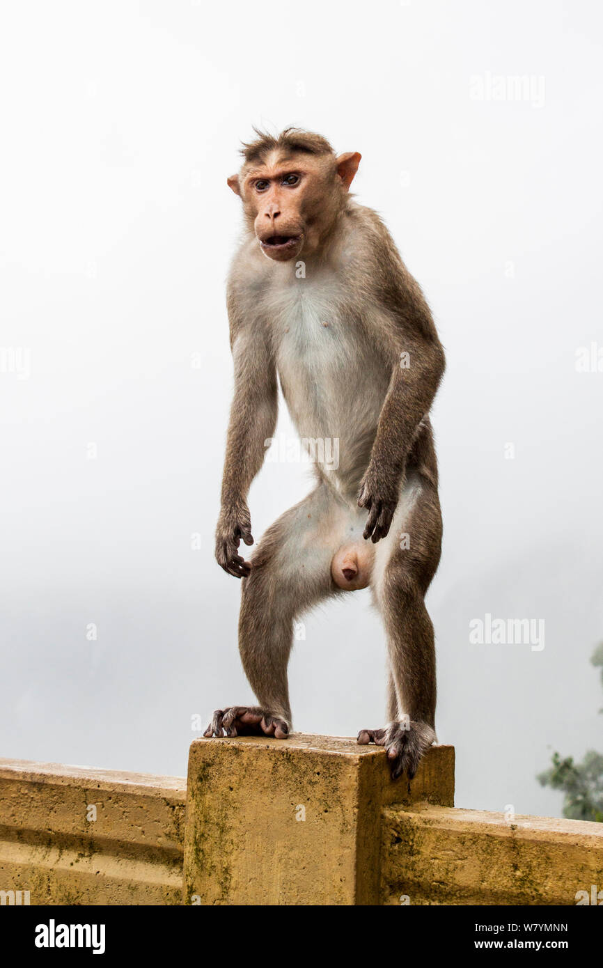 Bonnet macaque (Macaca radiata) male standing on road barrier, Vaparai, Tamil Nadu, India, July. Stock Photo