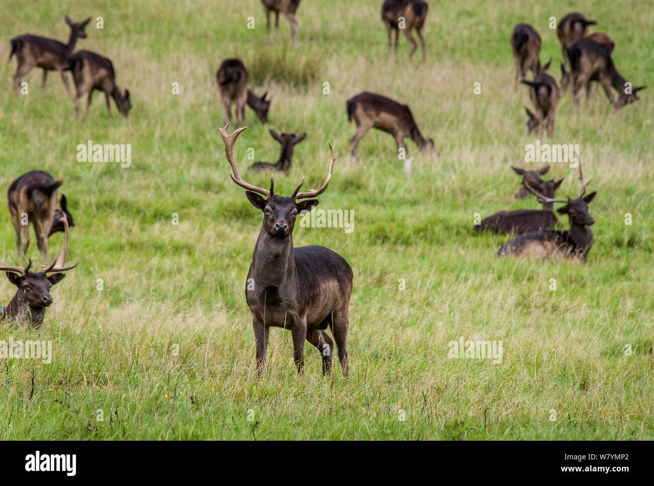 Black fallow deer (Dama dama), Epping Forest, London, UK, September. Stock Photo