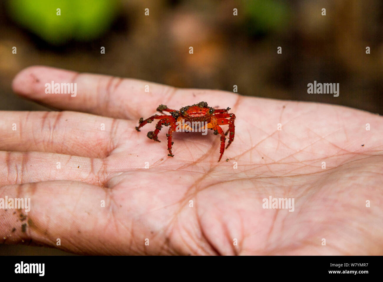 Mount Silam crab (Geosesarma aurantium), Mount Silam, Sabah, Borneo, Malaysia. Stock Photo