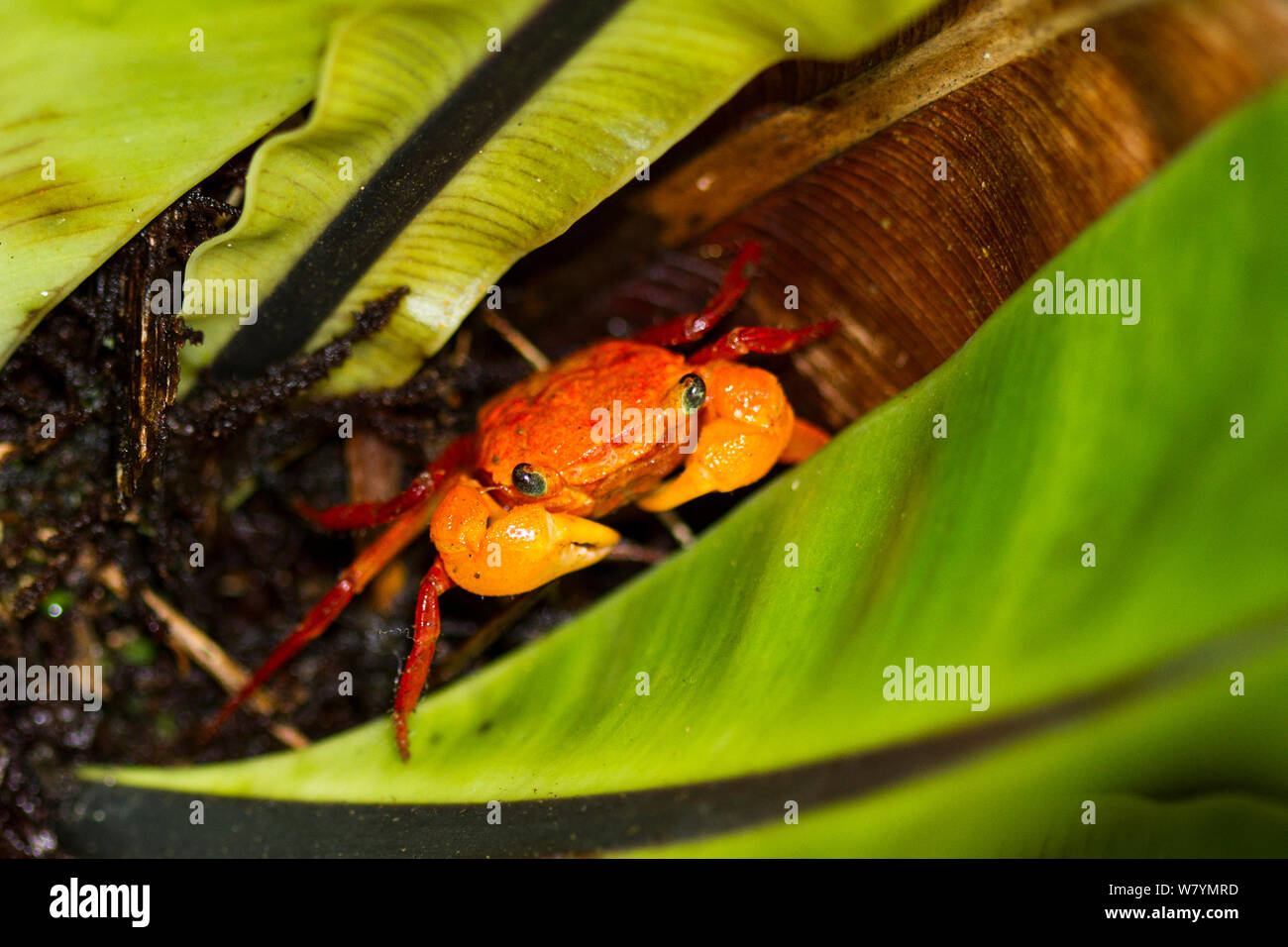 Mount Silam crab (Geosesarma aurantium), Mount Silam, Sabah, Borneo, Malaysia. Stock Photo