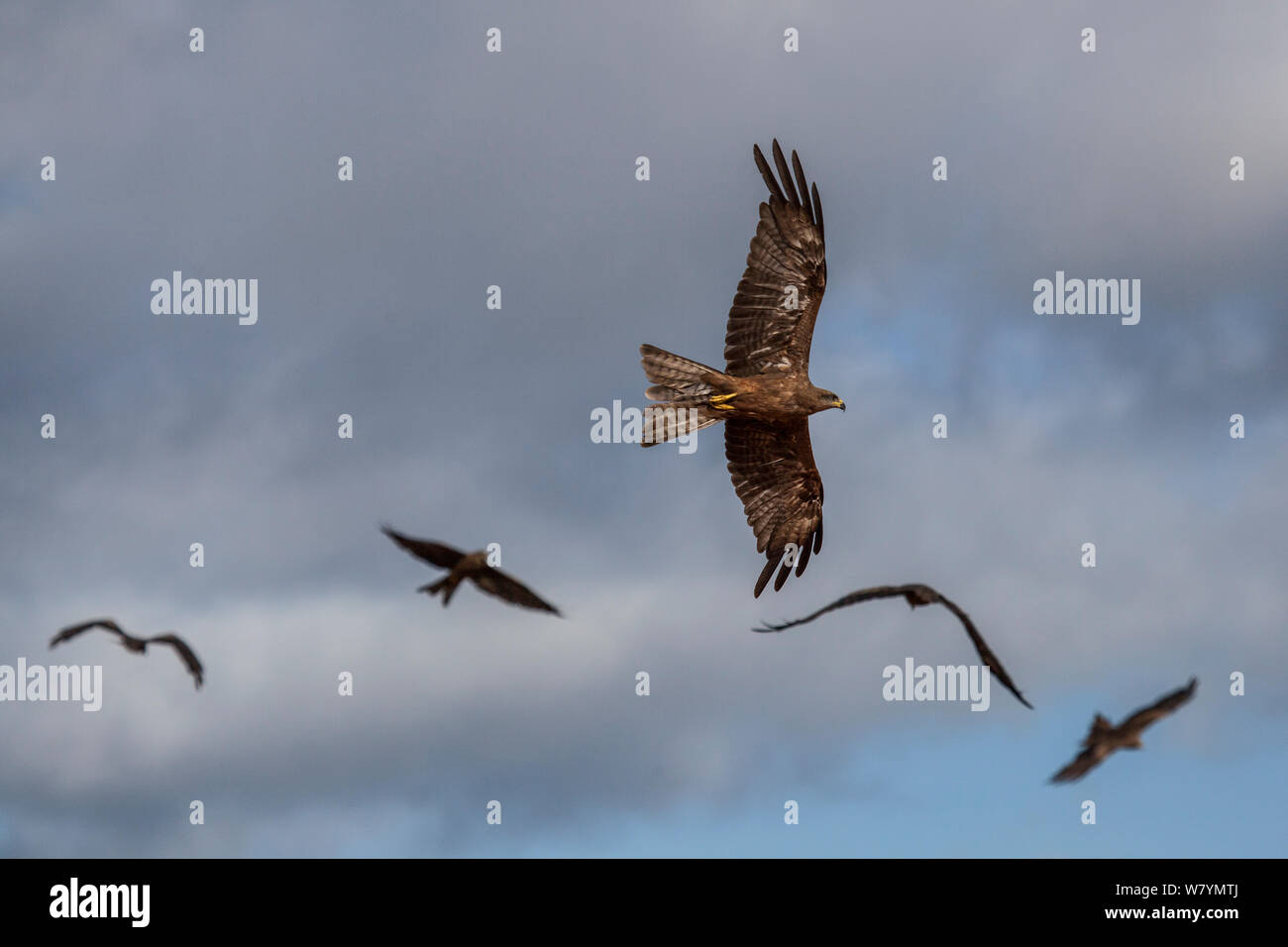 Black Kite (Milvus migrans) group flying, Derby, Western Australia, November. Stock Photo