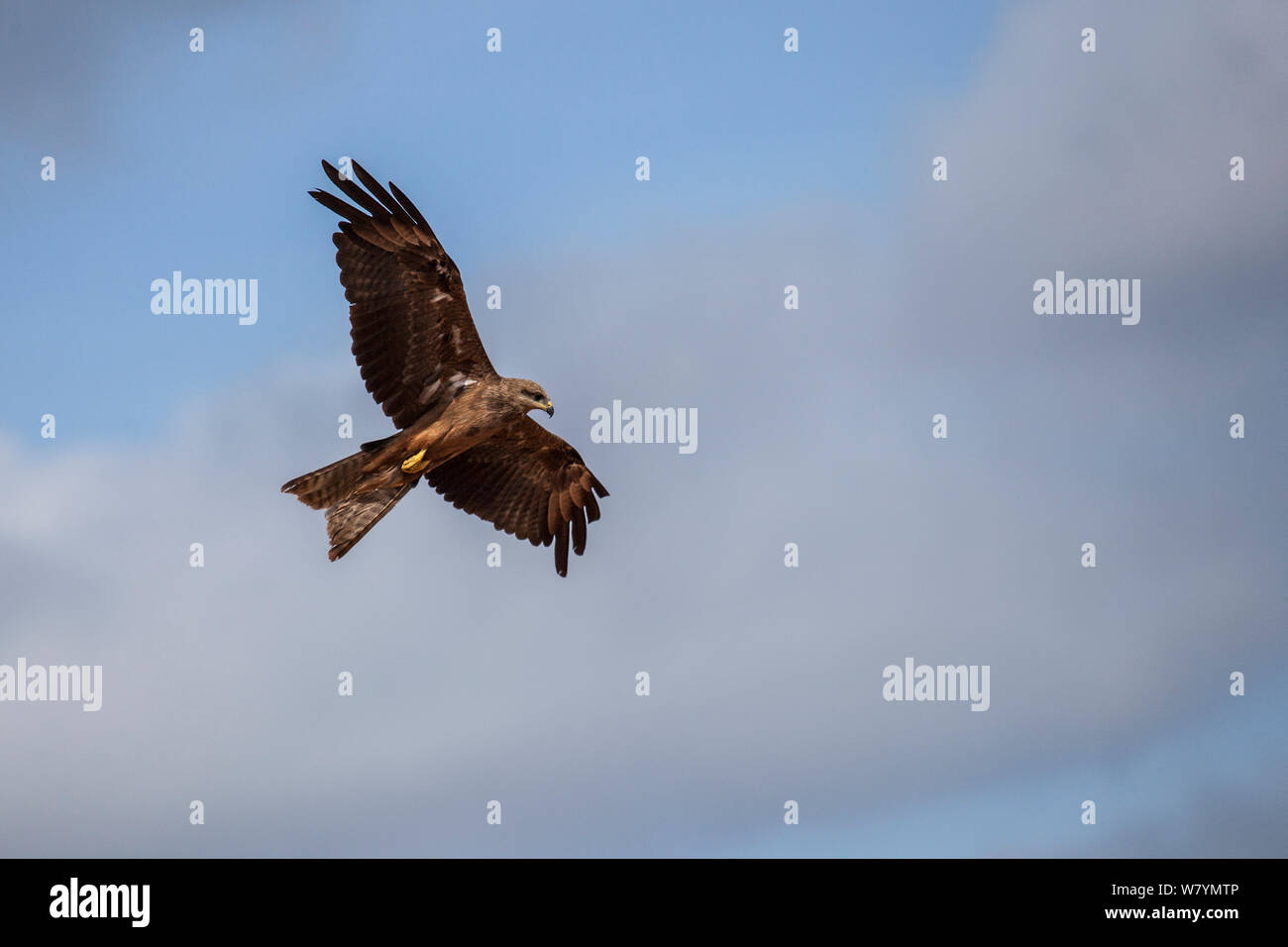 Black kite (Milvus migrans) flying, Derby, Western Australia, November. Stock Photo