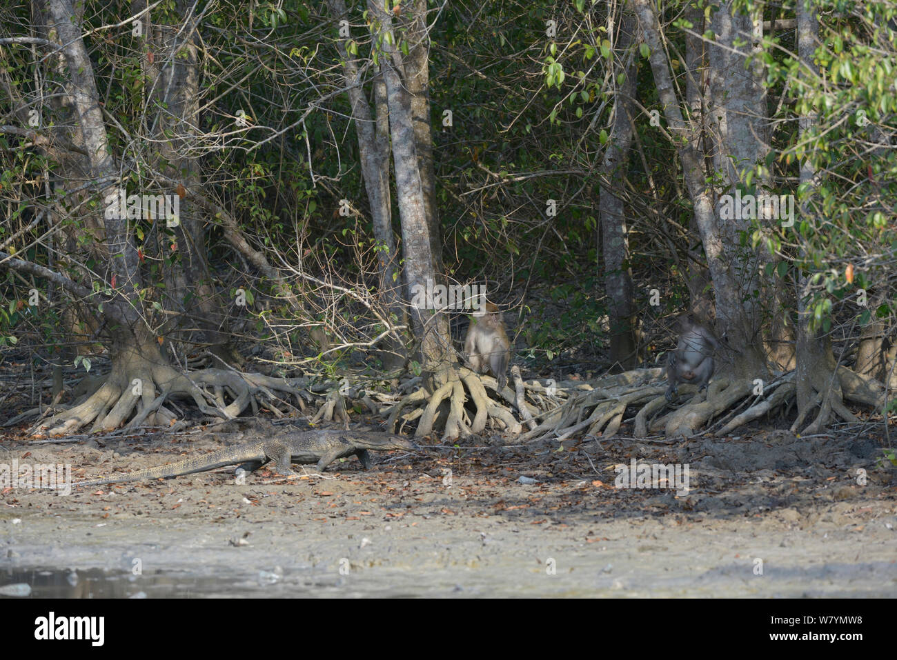 Crab-eating / Long-tailed macaque (Macaca fascicularis) and monitor lizard at forest edge, Kuala Selangor, Malaysia Stock Photo