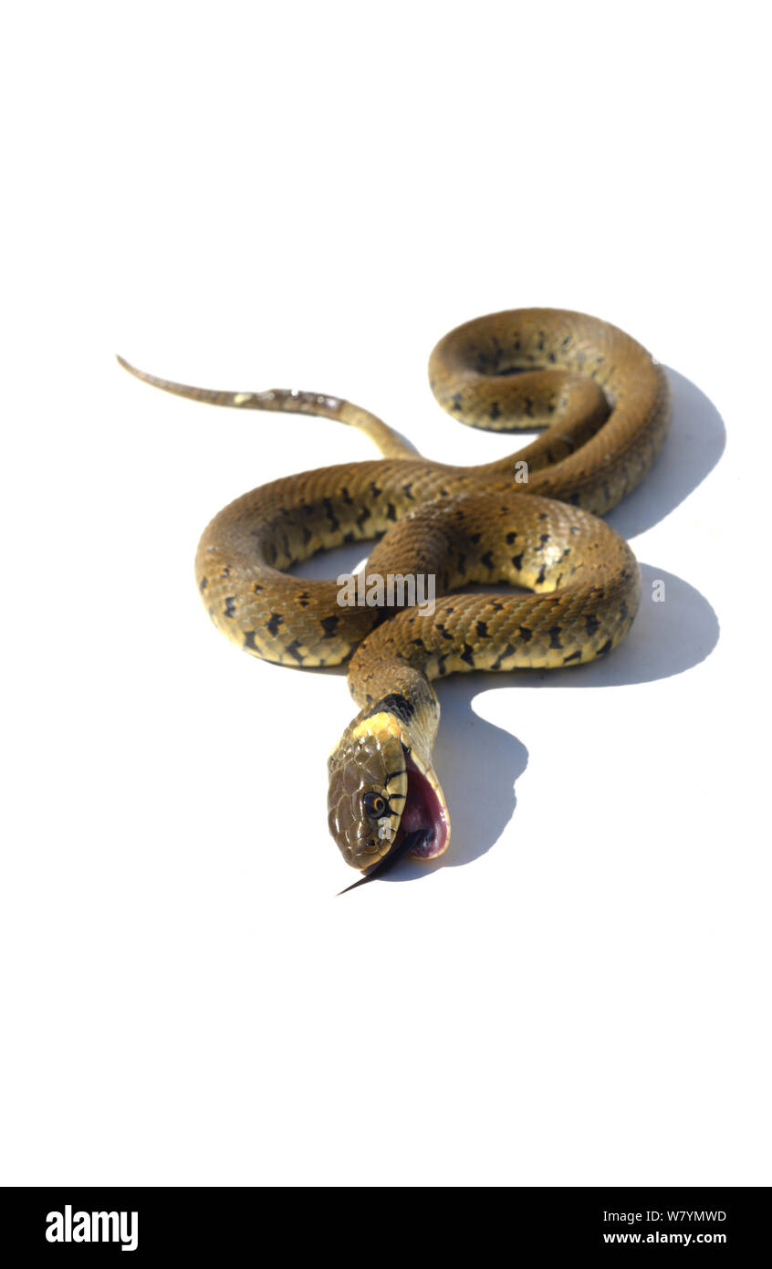 Grass snake playing dead hi-res stock photography and images - Alamy