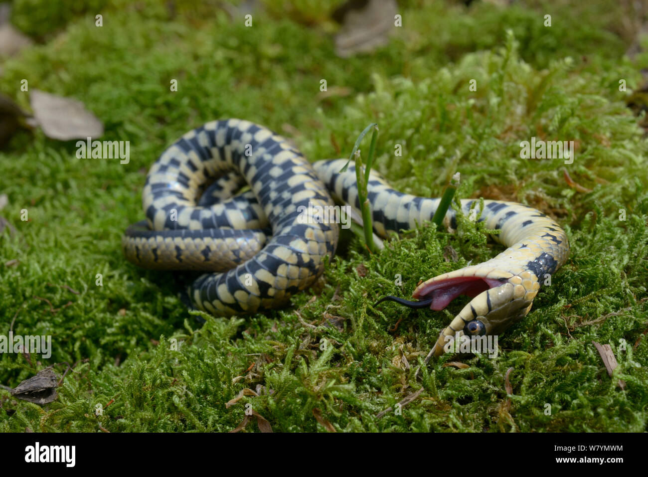 Grass snake (Natrix natrix) feigning death, Poitou, France, May. Stock Photo