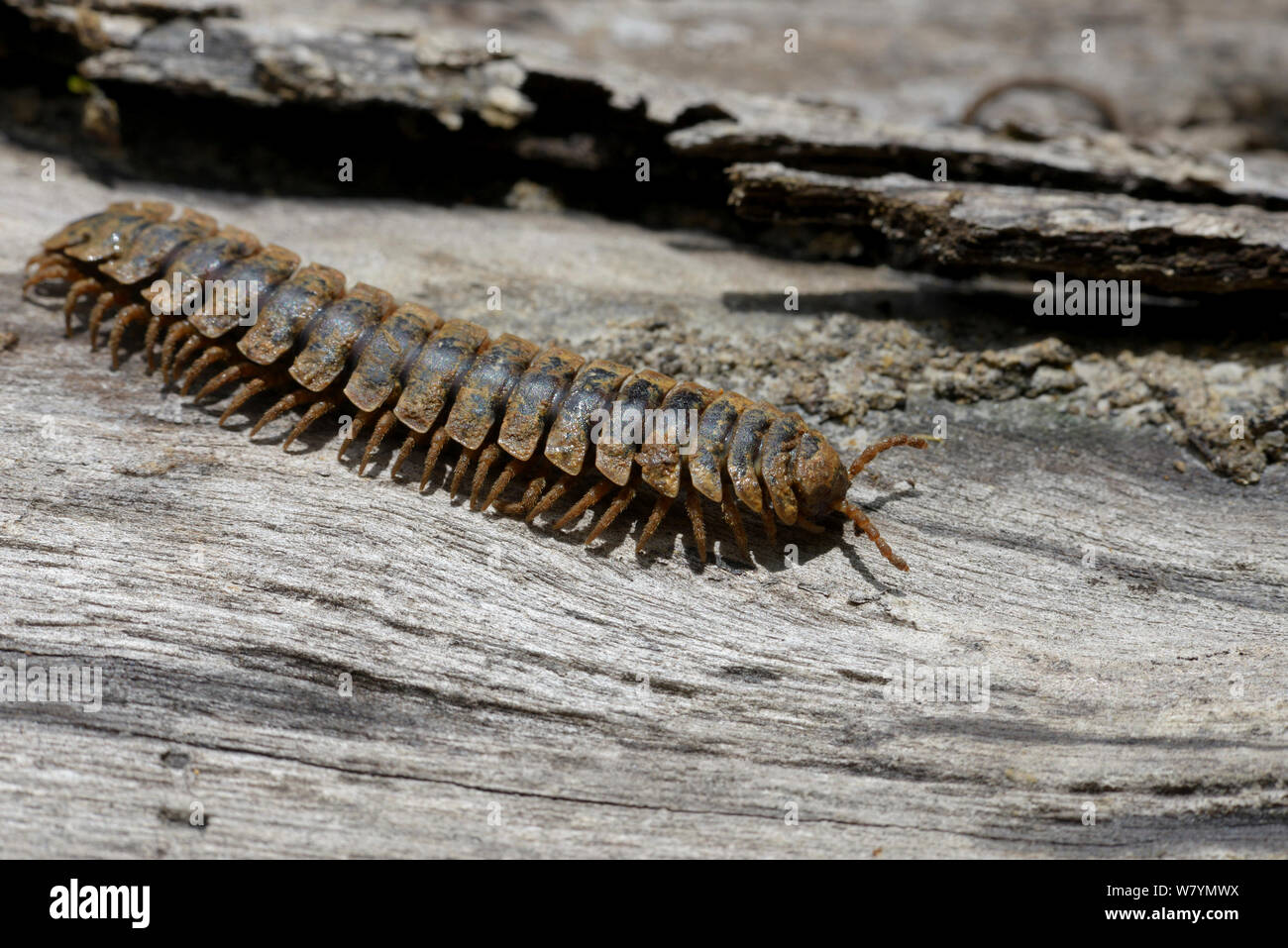 Millipede (Polydesmus brachycerus) on wood, Taman Negara, Malaysia, March. Stock Photo