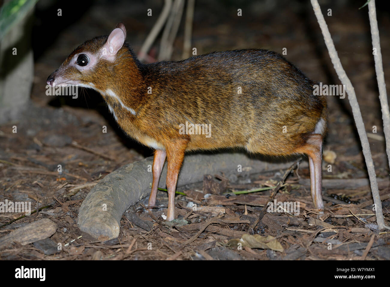 Lesser mouse deer (Tragulus kanchil), Malaysia, February. Stock Photo
