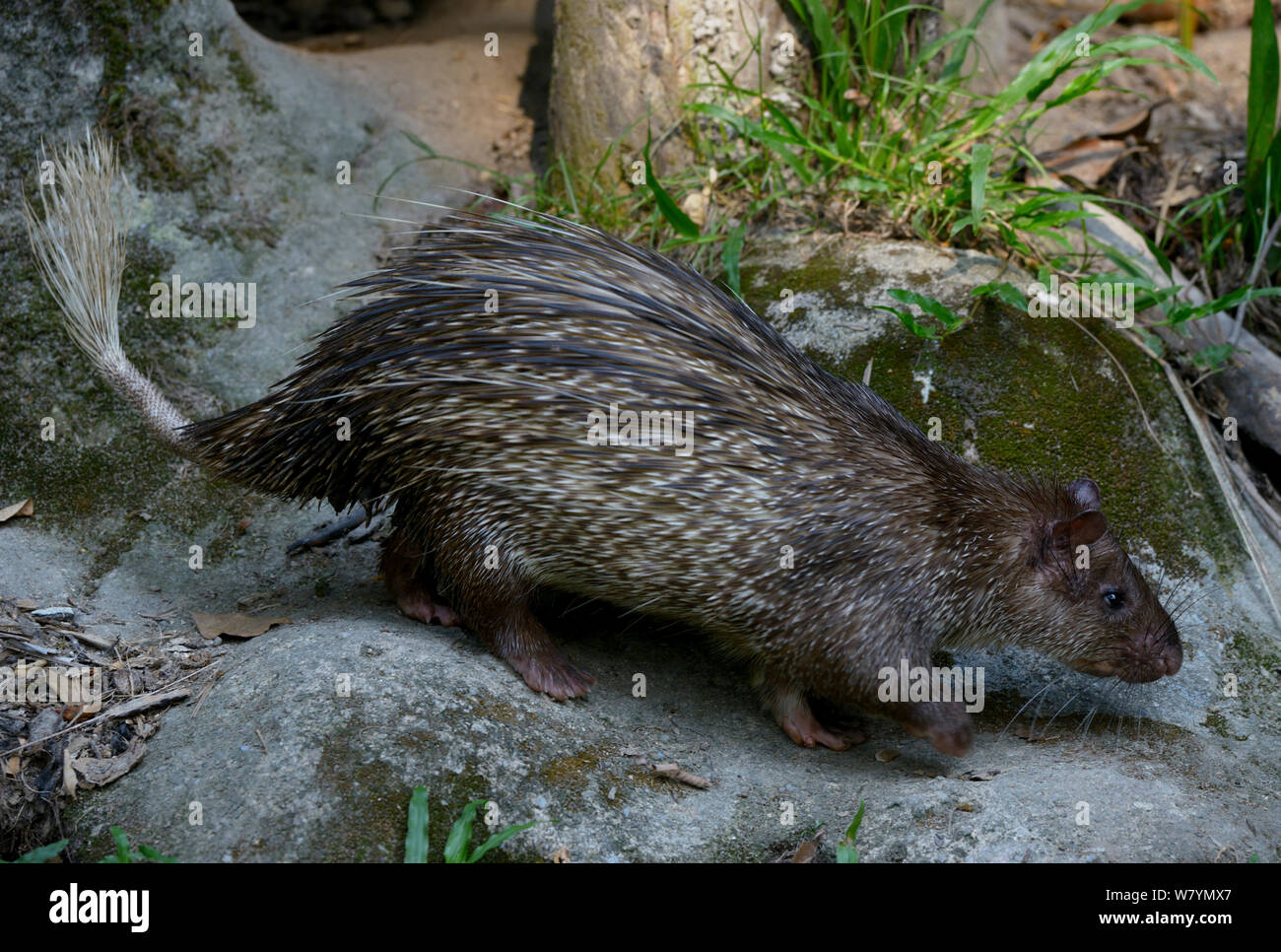 Asiatic brush-tailed porcupine (Atherurus macrourus), Malysia, March. Stock Photo