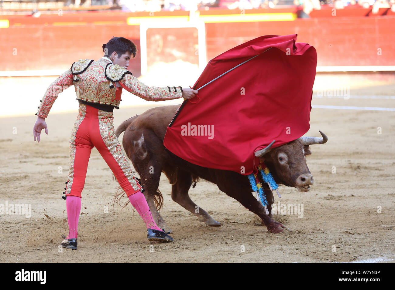 Bull Running At Red Cape Waved By Matador During Bullfight Bull Is Speared With Barbed Sticks Banderillas Plaza De Toros Valencia Spain July 14 Stock Photo Alamy