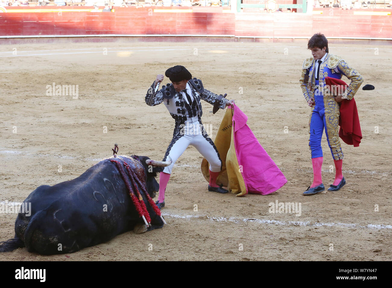 Bull fighting, puntillero about to stab fallen bull through spinal cord, Plaza de Toros, Valencia, Spain. July 2014. Stock Photo