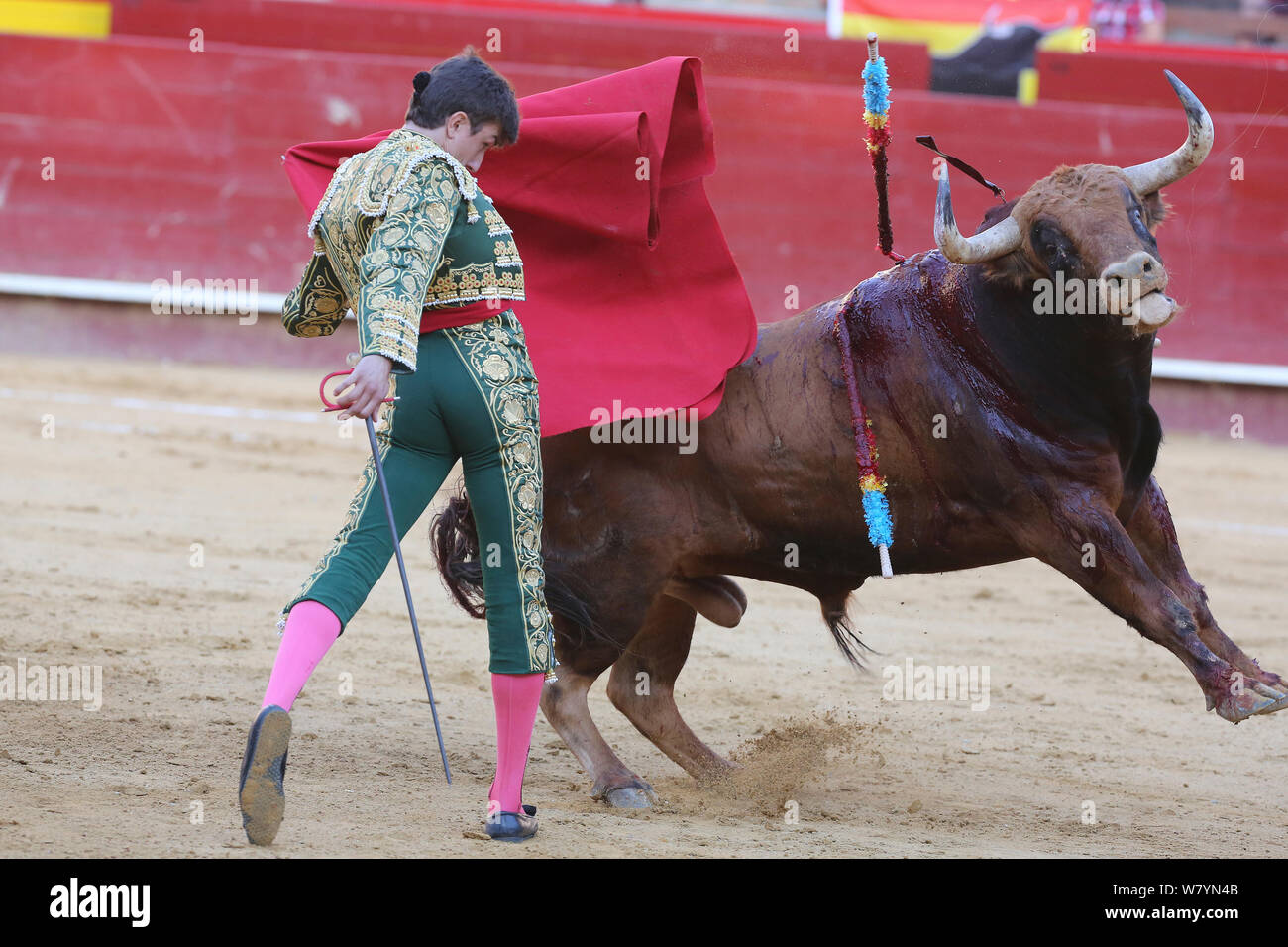Matador Waving Red Cape At Bull During Bullfight Bull Is Speared With Barbed Sticks Banderillas Plaza De Toros Valencia Spain July 14 Stock Photo Alamy