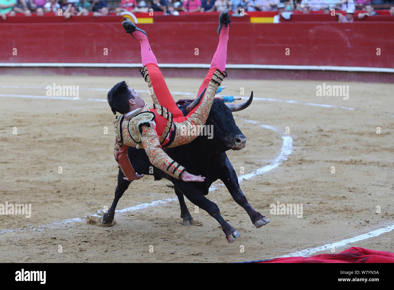 Bull fighter / torero rolling over the back of bull, Plaza de Toros, Valencia, Spain. July 2014. Stock Photo