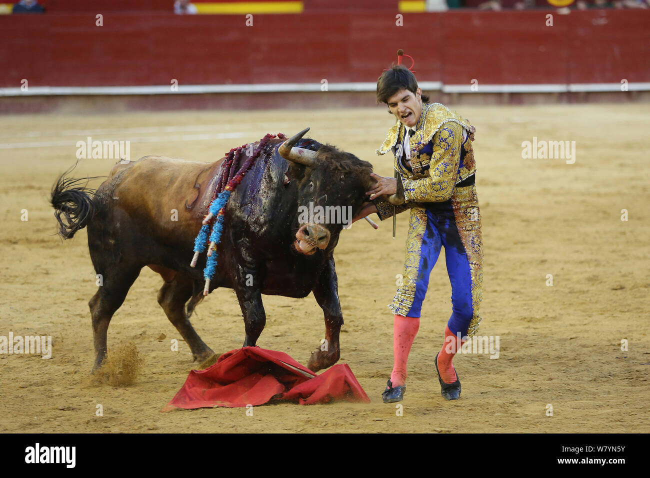 Bull fighting, torero grabbing bull by the horns. Bull has barbs / banderillas, embedded shoulder from Tercio de Banderillas round of the bullfight. Plaza de Toros, Valencia, Spain. July 2014. Stock Photo