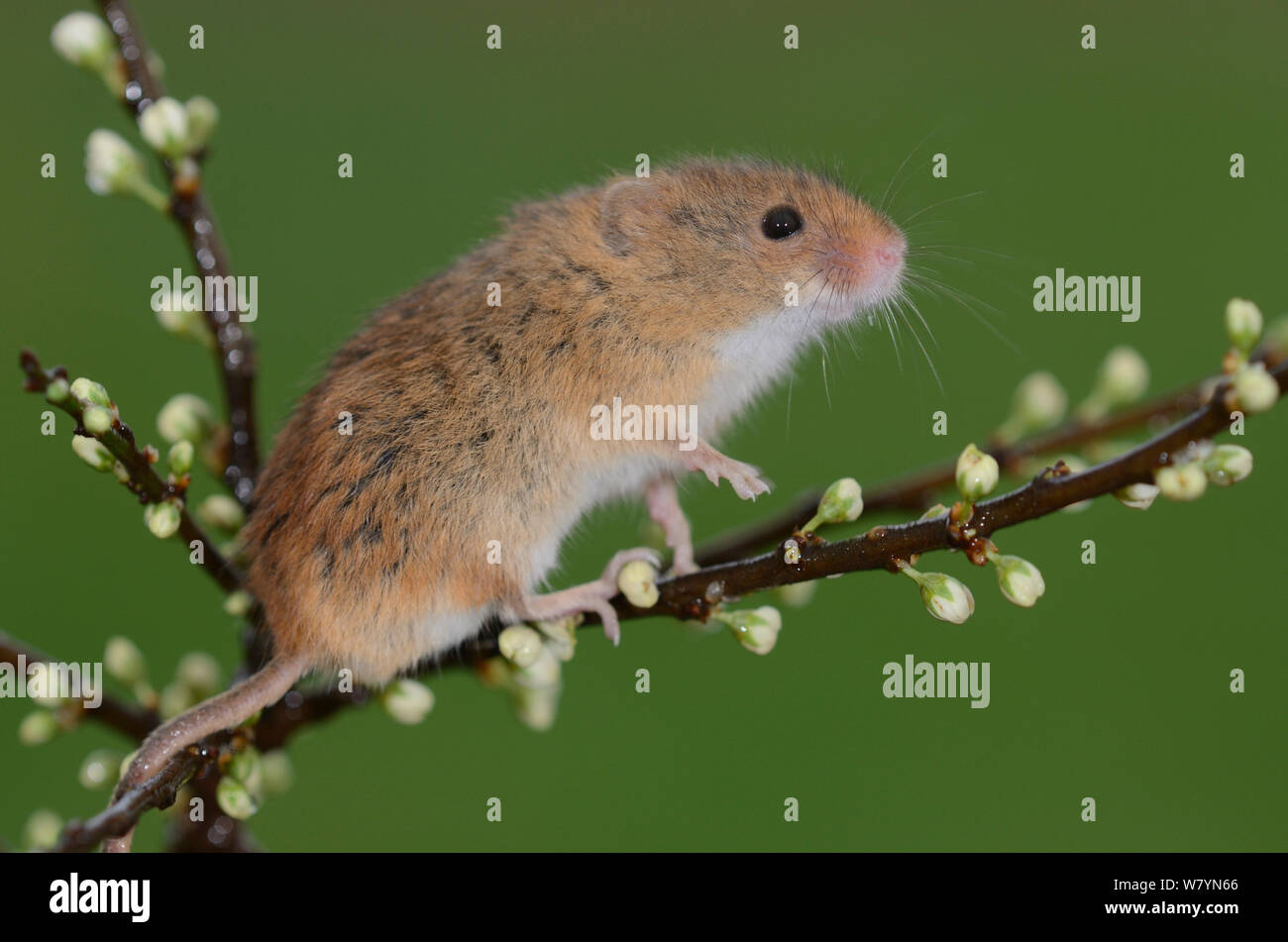 Harvest mouse (Micromys minutus) climbing on hawthorn buds, Devon, UK. April. Captive Stock Photo