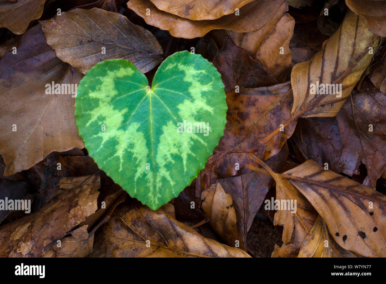 Heart-shaped leaf of Alpine Cyclamen (Cyclamen purpurascens). Plitvice Lakes National Park, Croatia. January. Stock Photo