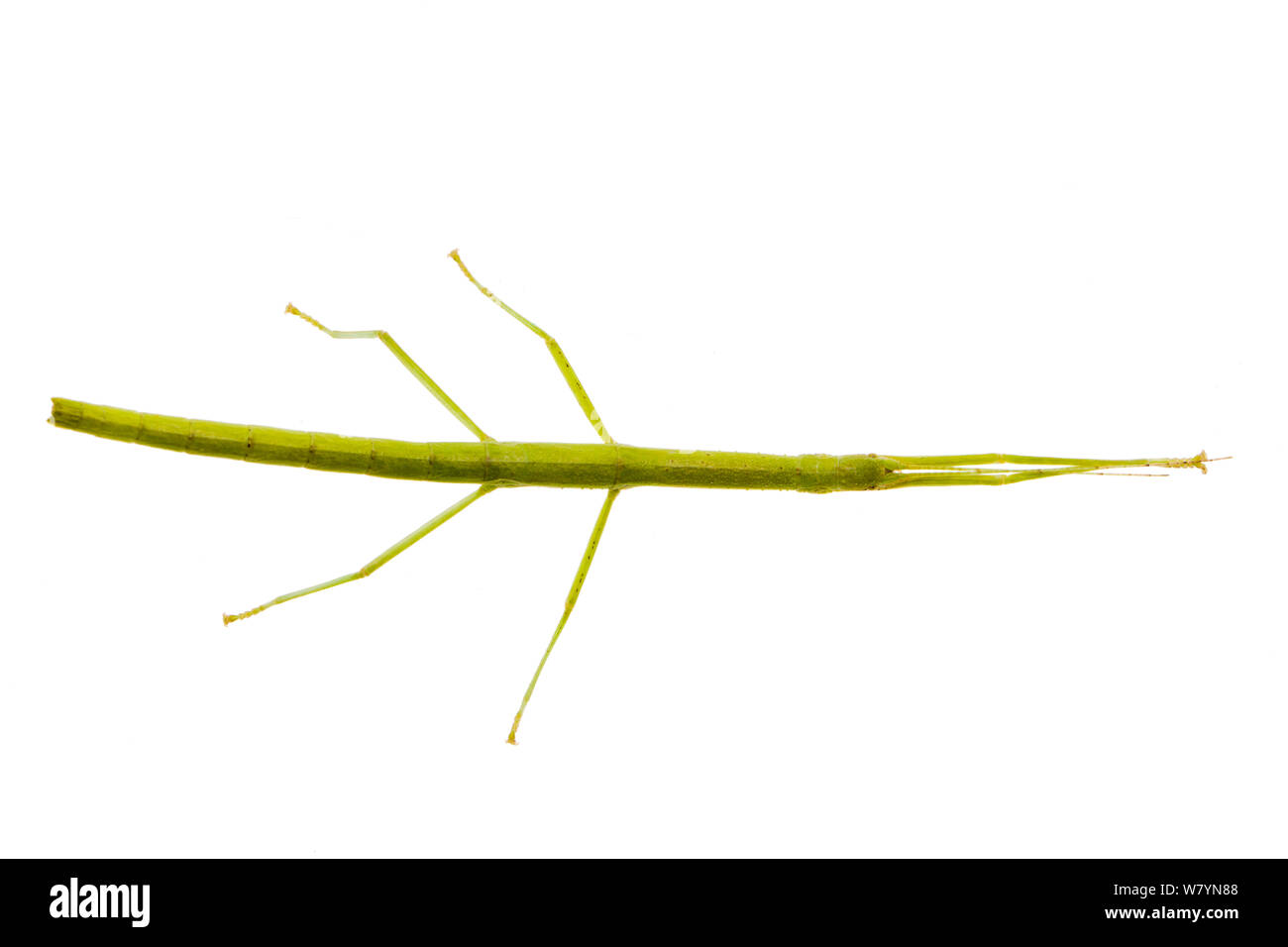 Indian stick insect (Carausius morosus) photographed on a white background. Captive. Occurs in Asia. Stock Photo