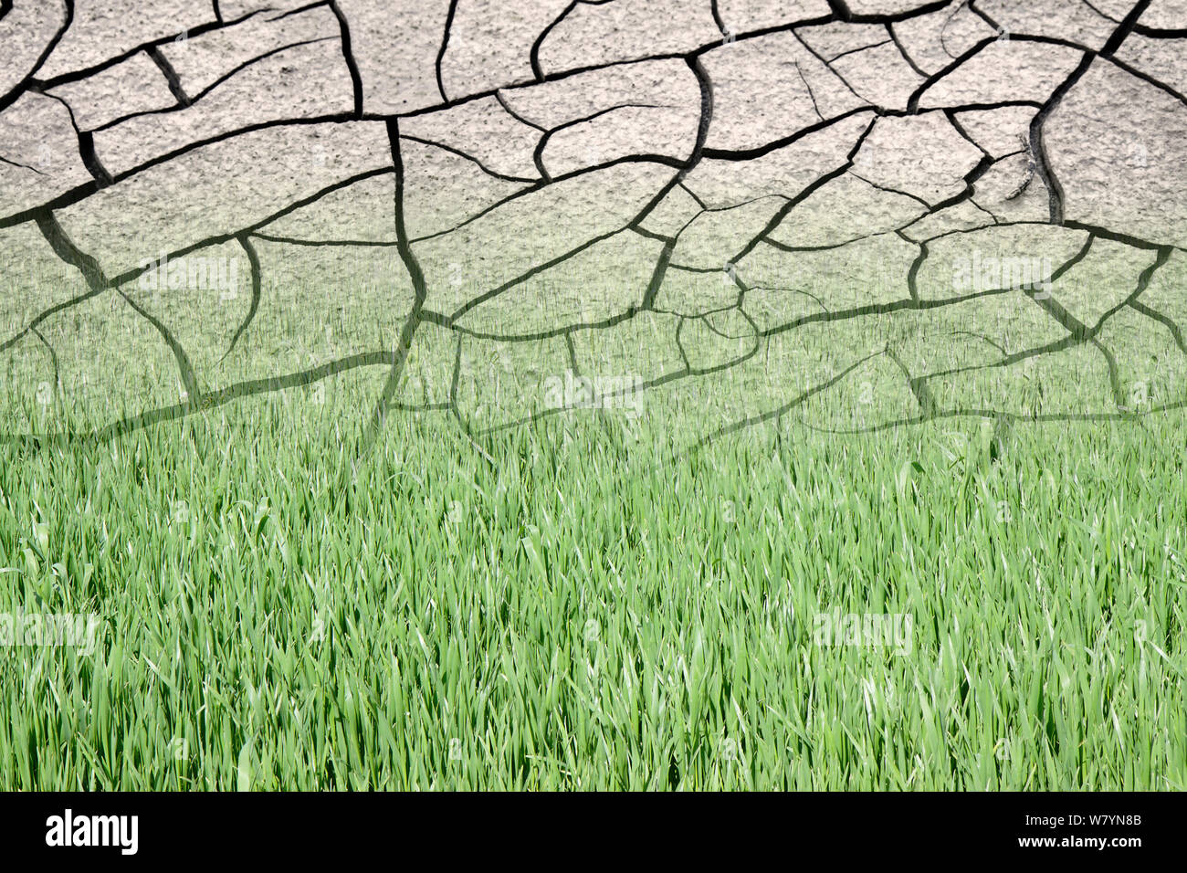 Infertile land burned by the sun desertification concept Stock Photo