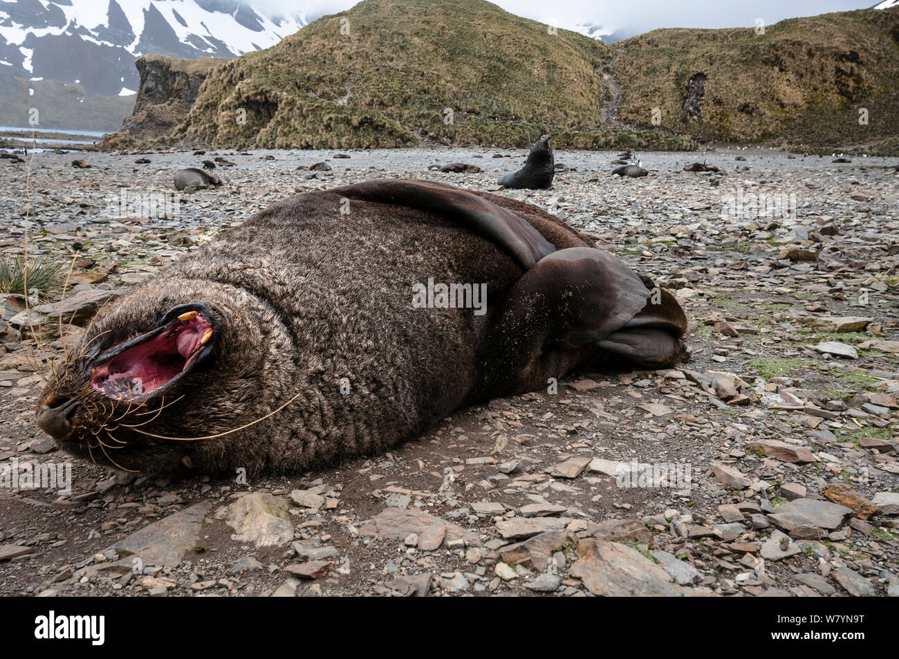 Antarctic fur seal (Arctocephalus gazella) male yawning on beach, South Georgia Island. Stock Photo