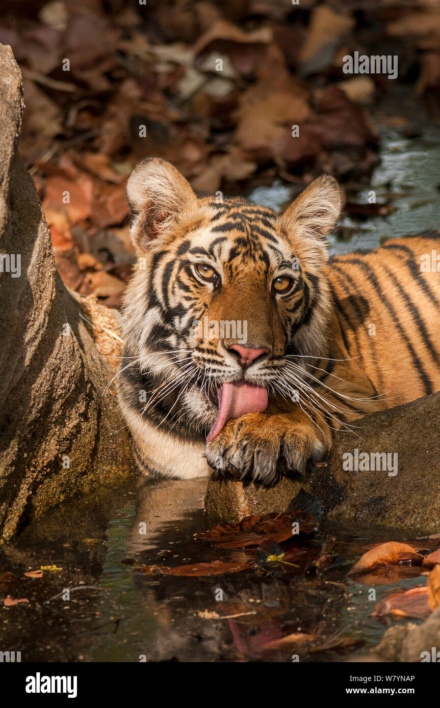 Bengal tiger (Panthera tigris) sub adult grooming paws, Bandhavgarh National Park, India. Stock Photo