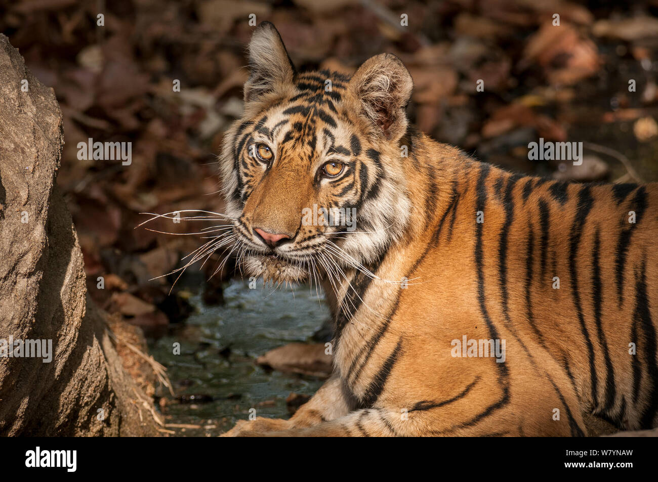 Bengal tiger (Panthera tigris) sub adult, portrait, Bandhavgarh National Park, India. Stock Photo