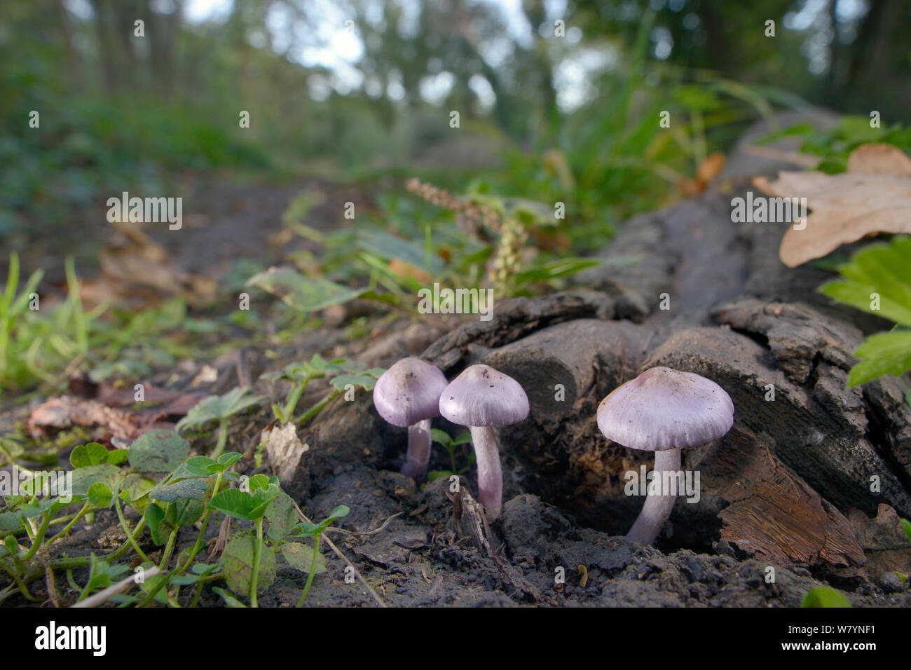 Lilac fibrecap (Inocybe geophylla lilacina), poisonous mushrooms containing muscarine, GWT Lower Woods reserve, Gloucestershire, UK, October. Stock Photo