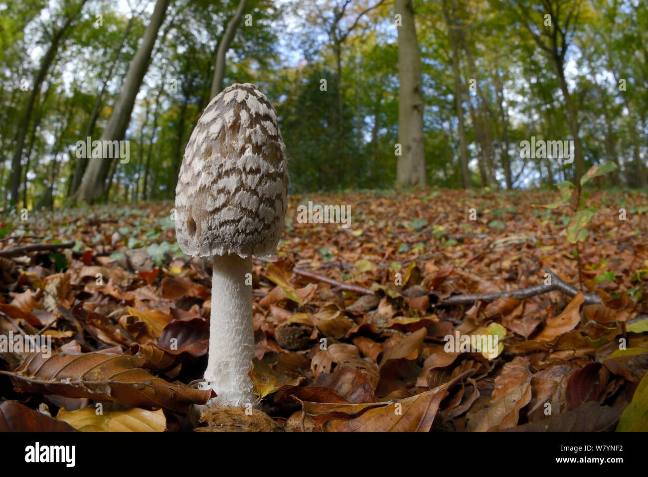 Magpie inkcap (Coprinopsis picacea) in beech woodland, Buckholt wood NNR, Gloucestershire, UK, October. Stock Photo