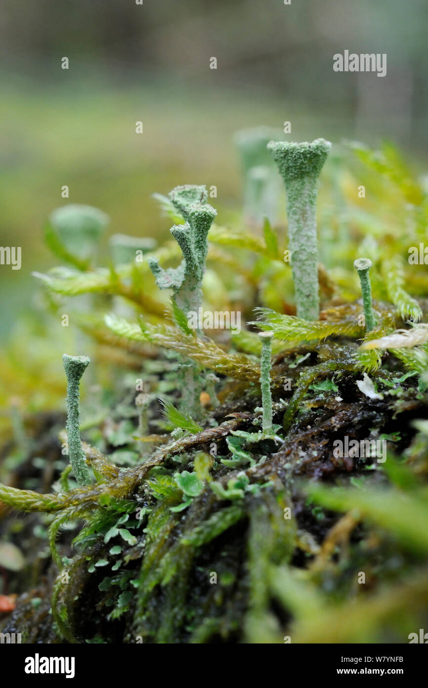 Pixie cup lichen (Cladonia fimbriata) with spore forming reproductive cups, growing on mossy log, GWT Lower Woods reserve, Gloucestershire, UK, October. Stock Photo