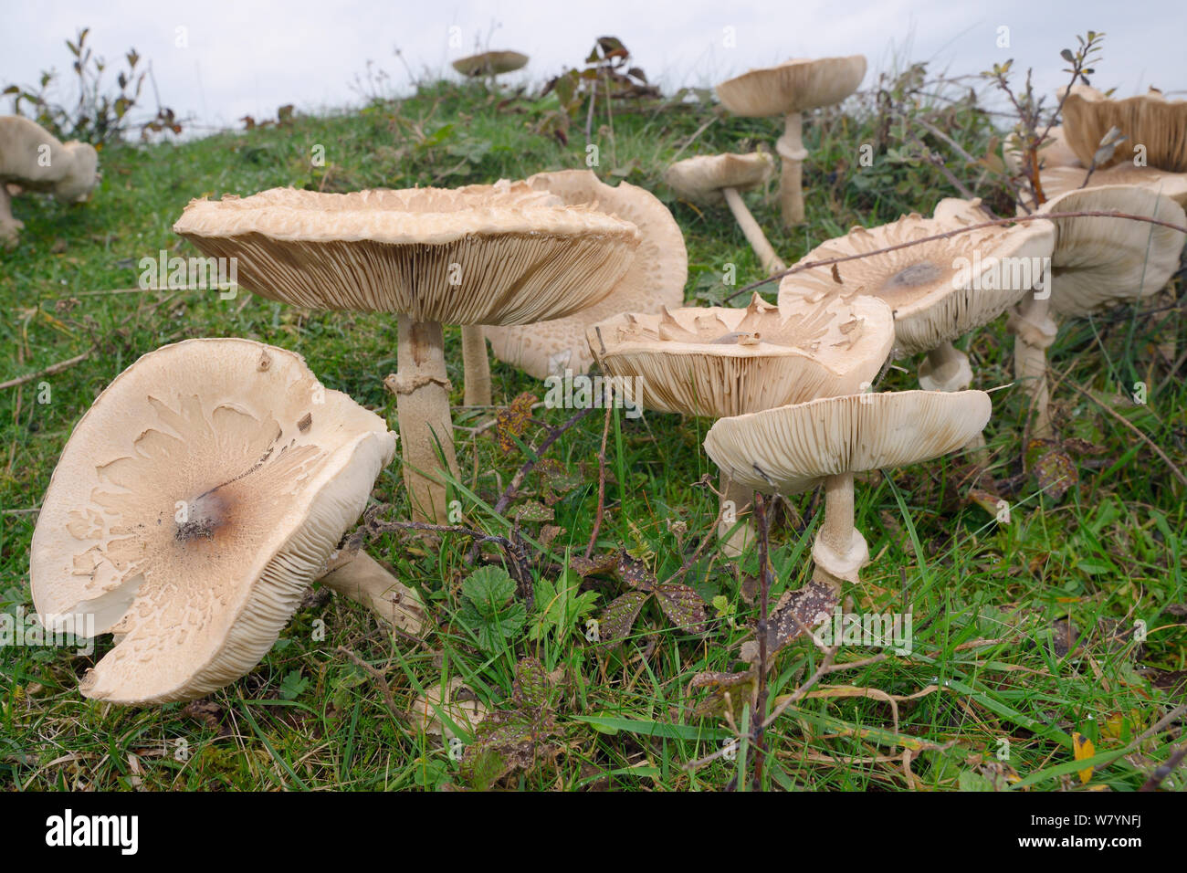 Slender parasol (Macrolepiota mastoidea) mushrooms, Whiteford Burrows, Gower Peninsula, Wales, UK, October. Stock Photo