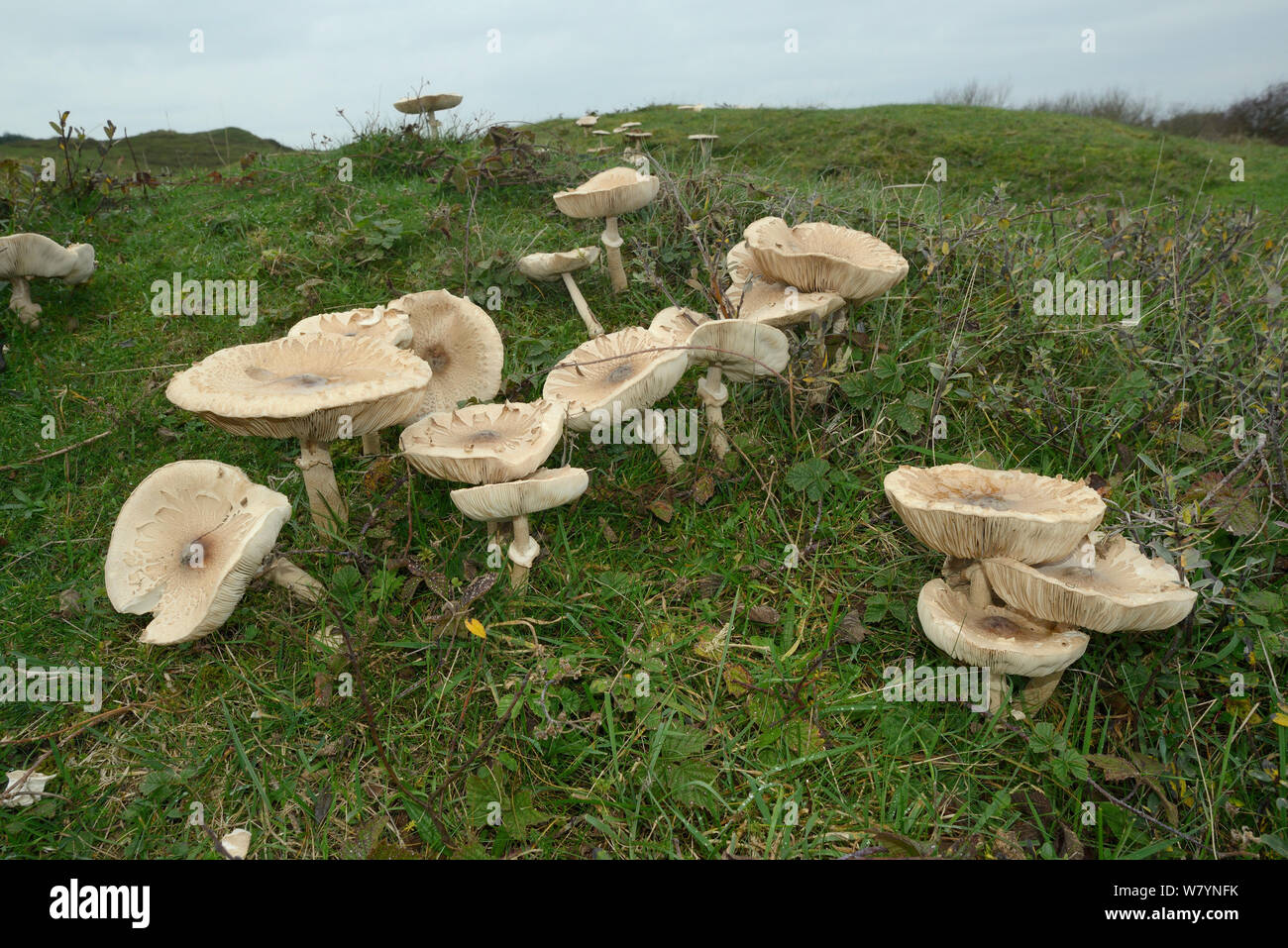 Slender parasol (Macrolepiota mastoidea) mushrooms , Whiteford Burrows, Gower Peninsula, Wales, UK, October. Stock Photo