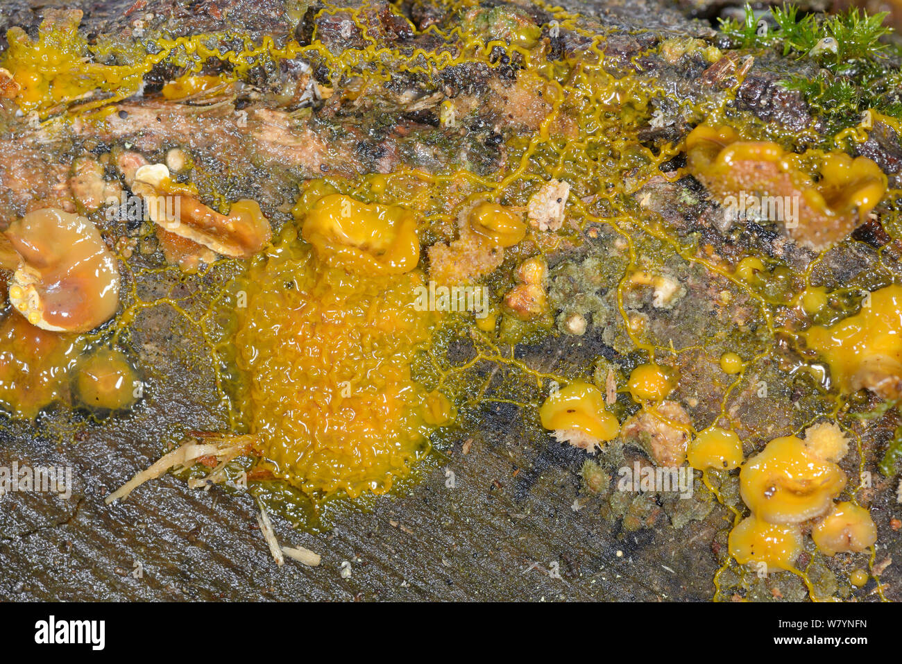 Myxomycete, possibly eggshell slime mould (Leocarpus fragilis) in streaming phase, digesting bracket fungi, GWT Lower Woods reserve, Gloucestershire, UK, October. Stock Photo