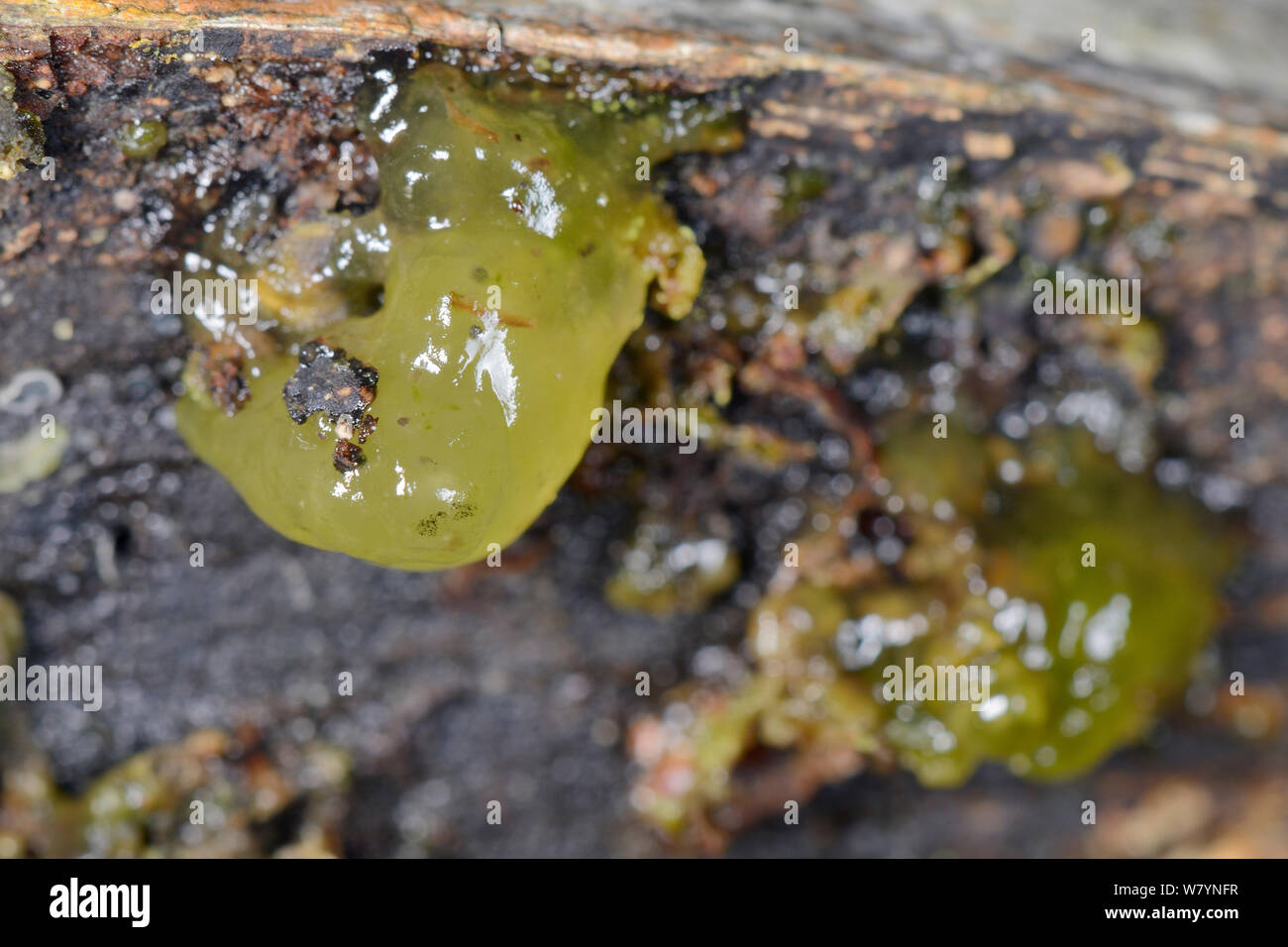 Star jelly (Nostoc commune) on rotting log, GWT Lower Woods reserve, Gloucestershire, UK, October. Stock Photo